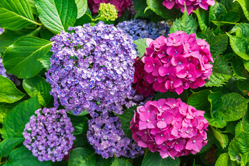 大平山の紫陽花（栃木県栃木市）