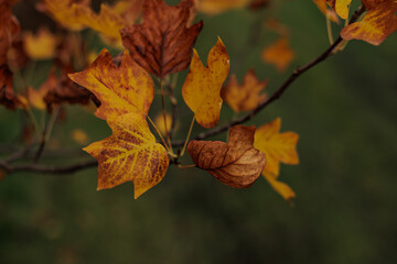 Autumn leaves changing color on a tree branch in Stromovka park, Prague, Czech republic