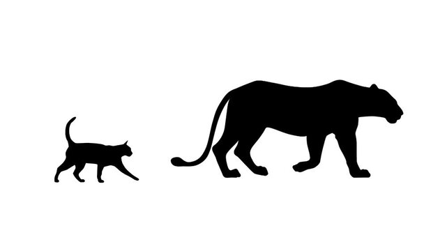 Silhouettes of lion and cat walking together, animation on the white background (seamless loop)