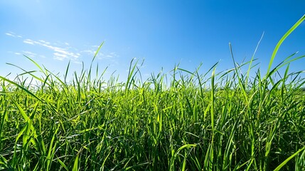 Fototapeta premium Serene Countryside Landscape with Lush Meadow and Clear Blue Sky
