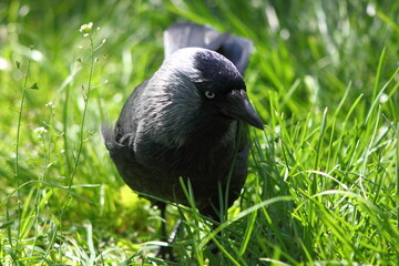 Kawka zwyczajna, Common jackdaw, Corvus monedula