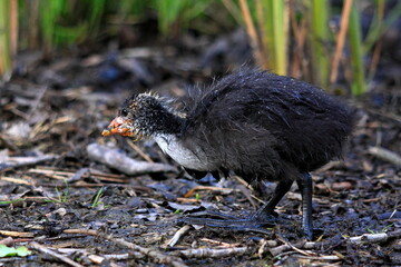 Common coot, Łyska,  Fulica atra