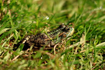  Żaba śmieszka Marsh frog Pelophylax ridibundus