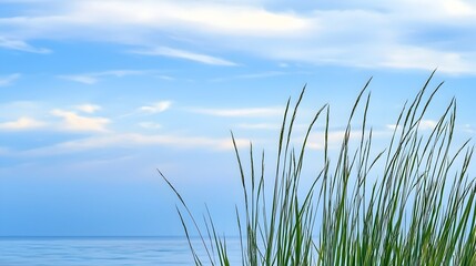 Fototapeta premium Serene Grass Landscape Against Peaceful Blue Sky