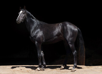 Black thoroughbred race horse with classic bridle  portrait in dark background