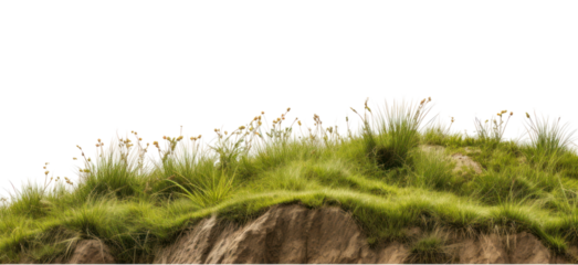 PNG Wild grass hills landscape nature grassland.