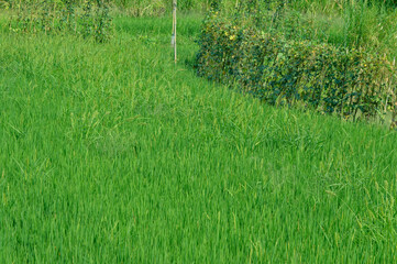 Green Paddy Field with Long Beans and Wild Grasses
