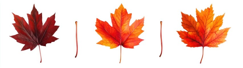 Three Autumn Maple Leaves with Stems on White Background