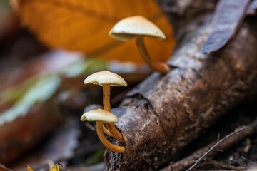 mushroom on the tree © Anna Chizhova