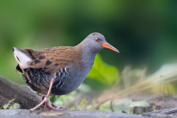 Water Rail