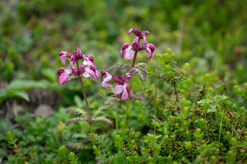 ヨツバシオガマ, 高山植物 鮮やかな薄紫色の花 