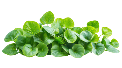 fresh basil leaves isolated