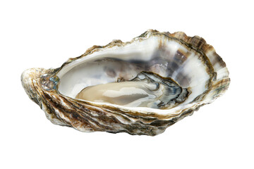 Open oyster with a pearlescent shell cut out transparent isolated on white background PNG