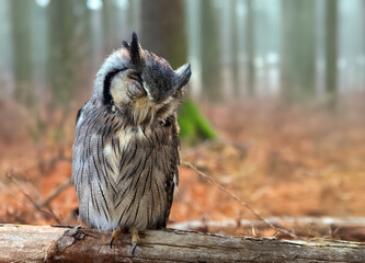 An owl sleeps on a branch in a tree, blending in perfectly with the outside landscape as it sleeps in the forest.
