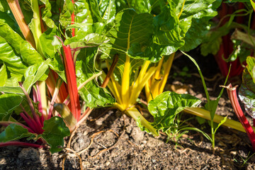 Colorful Mangold Plants on high vegetables bed. Rheum rhabarbarum, vulgaris