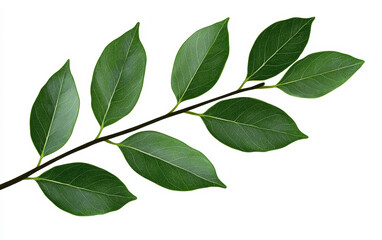 Close-up of a green leaf stem isolated on a white background, showcasing fresh foliage and botanical beauty in detail.