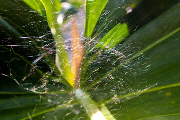 selective focus close up micro or macro of a small spider in the middle of its web or nest on a leaf during the day in the garden with the glow of its webs exposed to the sun like spider verse