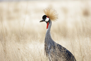Fototapeta premium Grey Crowned Crane Beautiful Portrait at Masai Mara National Park. Bird with close-up shot suitable for living room photo frames. 