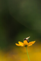 Honey bee being pollinated and collecting pollen yellow cosmos flower in the garden.