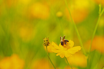 Honey bee being pollinated and collecting pollen yellow cosmos flower in the garden.