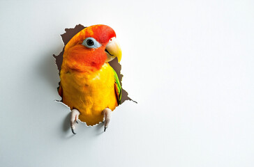 Elegant yellow parrot bird proudly flying out of white wallpaper, adverising banner, backdrop