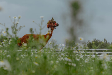 Funny ginger lama on a chamomile field