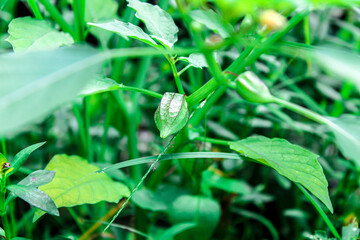 selective focus of ceplukan or cecendet plants or Physalis angulata or angular winter cherry or...