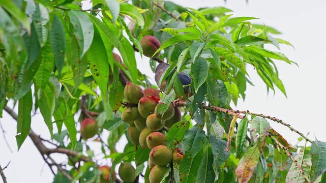 White eared sibia eating fruits in the tree