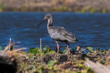 Plumbeous ibis,Theristicus caerulescens, Pantanal, Mato Grosso, Brazil.