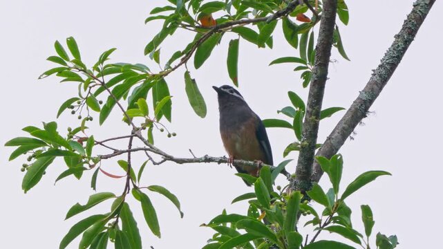White-eared sibia in a tree singing