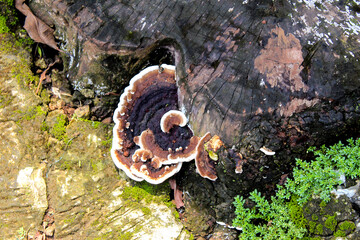 abstract, autumn, background, backgrounds, brown, closeup, environment, europe, fall, forest, fungal growth, fungi, fungus, growth, january, lush foliage, macro, multicolor, mushroom, mushrooms, mycol