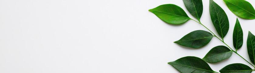Obraz premium Minimalistic background with lush green leaves on a white surface, perfect for nature-themed designs and eco-friendly projects.