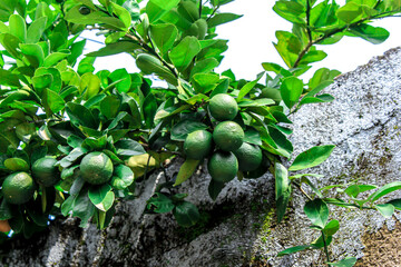 selective focus orange tree still bearing unripe green oranges, outdoor during the day
