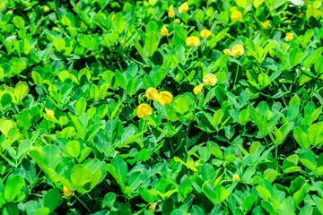 selective focus garden filled with leaves and yellow flowers or small yellow flower meadow, outdoor during the day