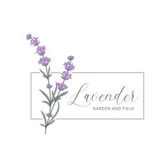 Lavender flower vector logo. Floral design label