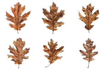 Obraz premium Six Brown Oak Leaves Isolated on White Background