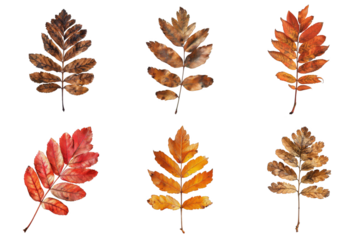 Six Autumn Leaves with Colorful Backgrounds
