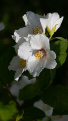 Close up of jasmine flowers in a garden.
