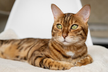 Obraz premium A Bengal cat rests on a chair
