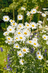 Fototapeta premium Daisy, plants or flower growing in field or outdoor environment for digestive medicine, lawn or herbs. Garden, natural chamomile or bellis perennis blooming in nature, park or meadow in spring season