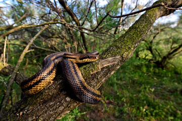 Vierstreifennatter // Four-lined snake (Elaphe quatuorlineata) - Axios-Delta, Griechenland