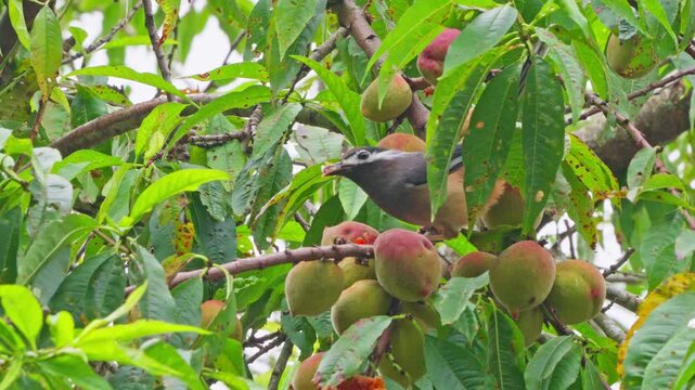 White eared sibia eating fruits in a tree