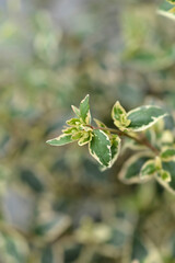 Glossy abelia Magic Daydream leaves