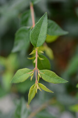 Glossy abelia Edward Goucher leaves