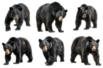 Six Black Bears Standing on a White Background