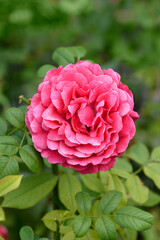 Fototapeta premium Rose Dolce flower