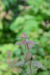 Beauty bush Pink Cloud leaves