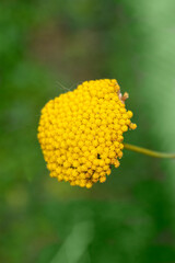 Fern-leaf yarrow flower