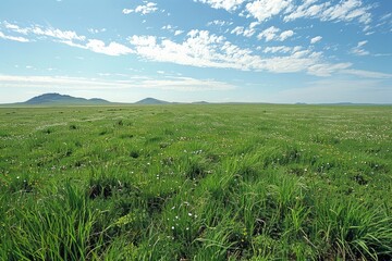 Grassy Field with Scattered White Flowers and Distant Hills