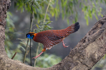 Temminck's tragopan